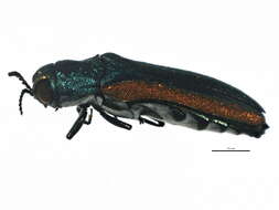 Imagem de Agrilinae