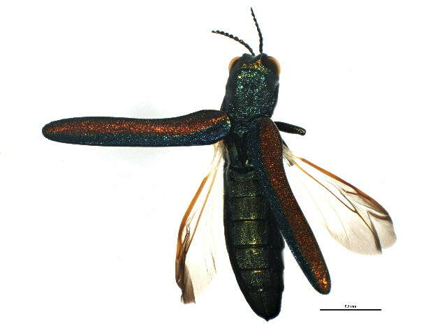 Image of Agrilinae