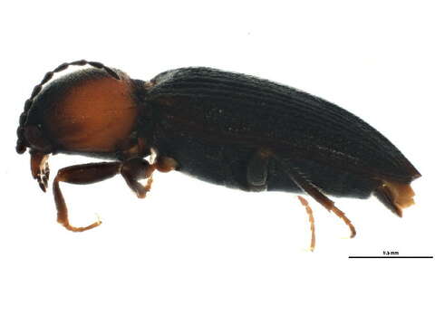 صورة Cardiophorinae