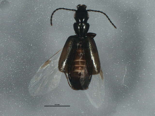 Image of Microlestes