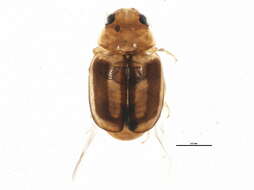 Image of Hyperaspis