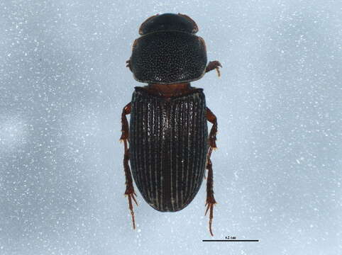 Image of Aphodiinae