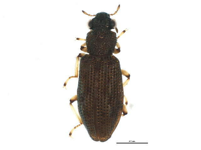 Image of Hydrochus neosquamifer Smetana 1988