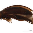 Image of <i>Symphora rugosa</i>