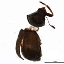 Image de <i>Ormiscus walshii</i>