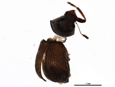 Image of <i>Ormiscus walshii</i>