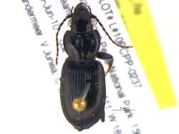 Image de Pterostichus (Lamenius) caudicalis (Say 1823)