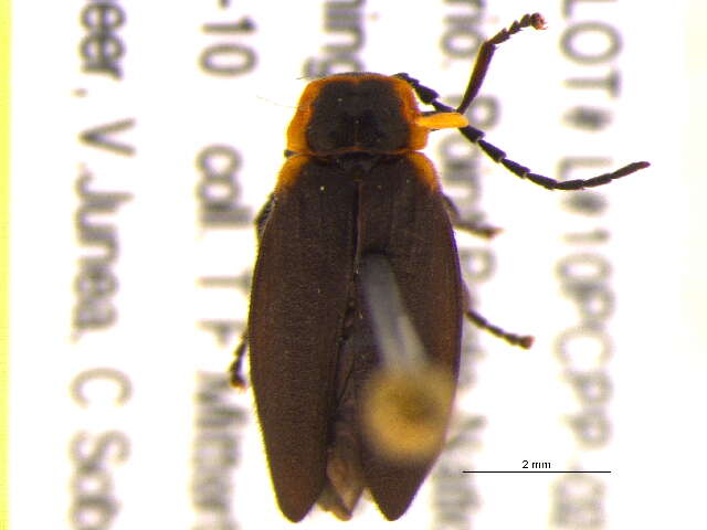 Image of <i>Polemius laticornis</i>