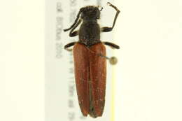 Image of Pygoleptura nigrella (Say 1827)