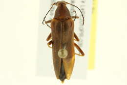 Image of Cephaloon bicolor Horn 1896