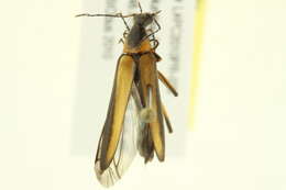 Image of Cephaloon bicolor Horn 1896