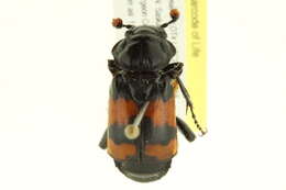 Image of Nicrophorus (Nicrophorus) hybridus (Hatch & Angell 1925)