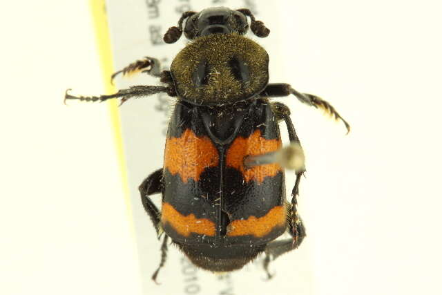 Image of Sexton Beetles