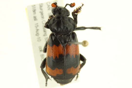 Image of Nicrophorus (Nicrophorus) investigator (Zetterstedt 1824)