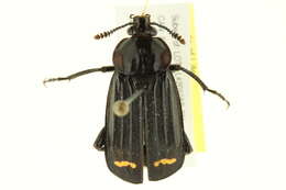 Image of Red-lined Carrion Beetle