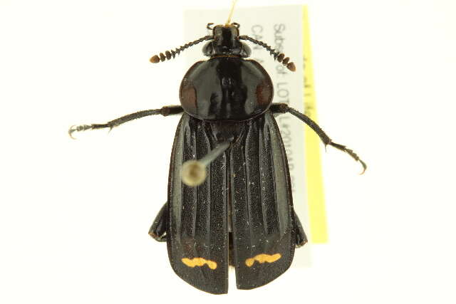 Image of Red-lined Carrion Beetle