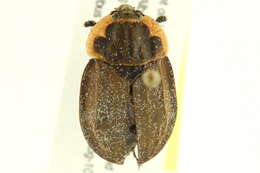 Image of Margined Carrion Beetle