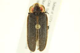 Image of Pyractomena borealis (Randall 1828)