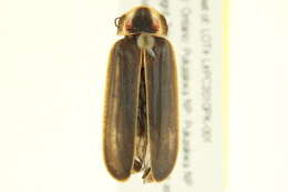 Image of Pyractomena borealis (Randall 1828)