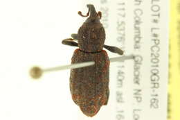 Image de Steremnius carinatus Dalla Torre & Schenkling 1932