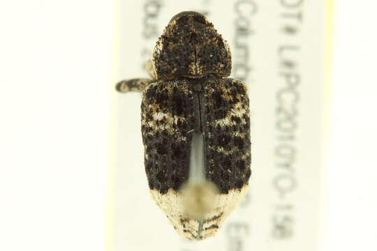 Image of Weevil