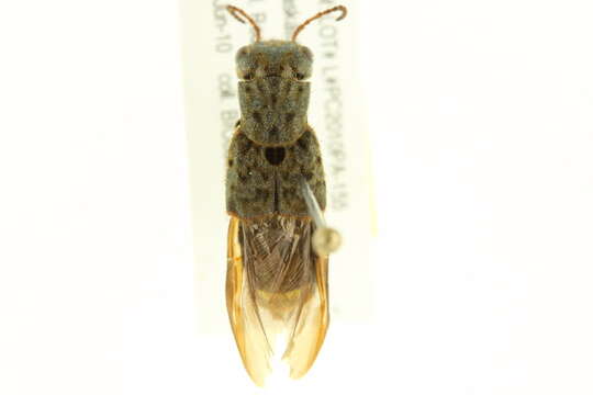 Image of Gold-and-brown Rove Beetle