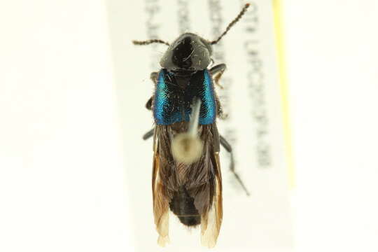 Image of Philonthus (Philonthus) caeruleipennis (Mannerheim 1830)