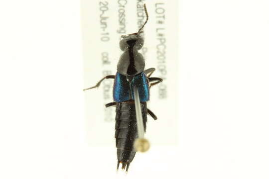 Image of Philonthus (Philonthus) caeruleipennis (Mannerheim 1830)