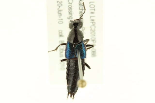 Image of Philonthus (Philonthus) caeruleipennis (Mannerheim 1830)