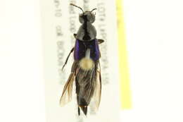 Image of Philonthus (Philonthus) caeruleipennis (Mannerheim 1830)