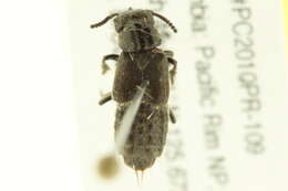 Image of Cafius canescens (Mäklin 1852)