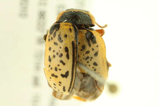 Image of Common Willow Calligrapha