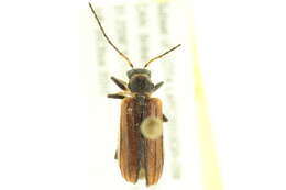 Image of Syneta carinata Mannerheim 1835