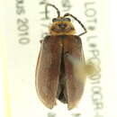 Sivun <i>Tricholochmaea <i>punctipennis</i></i> punctipennis kuva