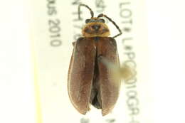 Image of <i>Tricholochmaea <i>punctipennis</i></i> punctipennis