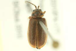 Image of Cherry leaf beetle