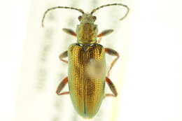 Image of Plateumaris fulvipes (Lacordaire 1845)