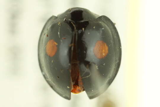 Image of Twice-stabbed Lady Beetles