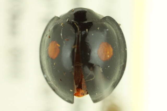 Image of Twice-stabbed Lady Beetle