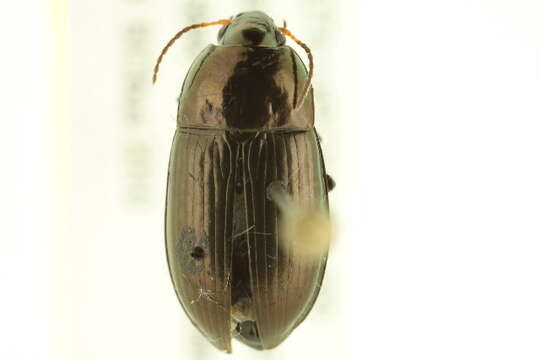 Image of Amara (Amara) littoralis Mannerheim 1843