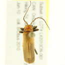 Image of <i>Cantharis rufa</i>