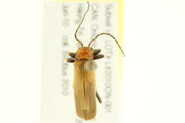 Image of <i>Cantharis rufa</i>