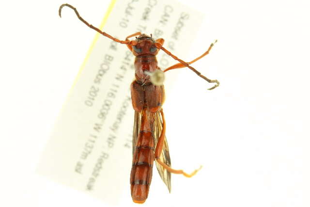 Image of Necydalis diversicollis diversicollis