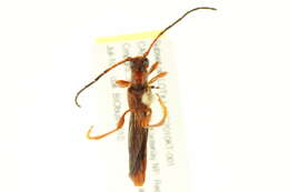 Image of Necydalis diversicollis diversicollis