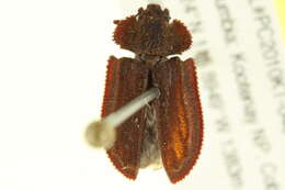 Image of <i>Calitys scabra</i>