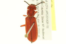 Image of Red Flat Bark Beetle