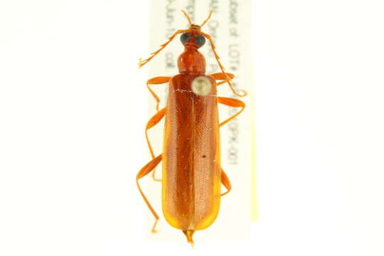 Image of <i>Dendroides concolor</i>