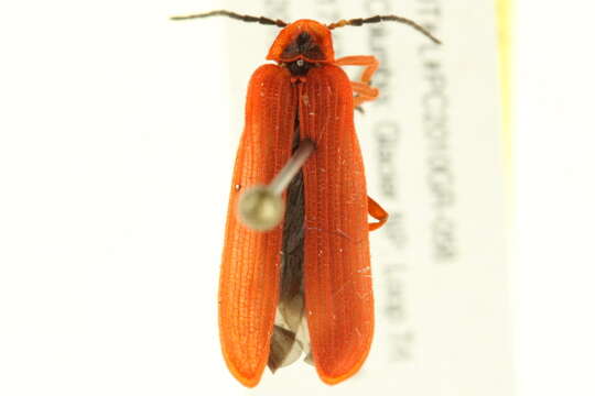 Image of Dictyoptera simplicipes Mannerheim 1843