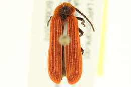 Слика од Dictyoptera aurora (Herbst 1784)