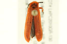 Image of Dictyoptera simplicipes Mannerheim 1843
